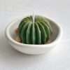Cactus Sereno